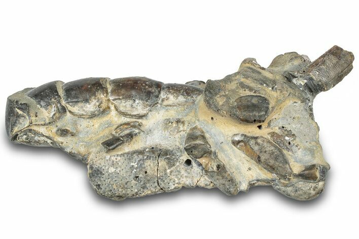 Fossil Mud Lobster (Thalassina) - Gunn Poin, Australia #307723